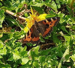 Butterfly sitting on a dandelion with wings open surrounded by green leaves